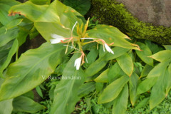 Hedychium spicatum